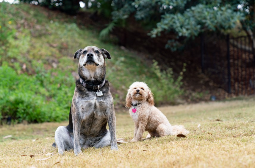 Reasons Why Two Dogs Are Better Than One